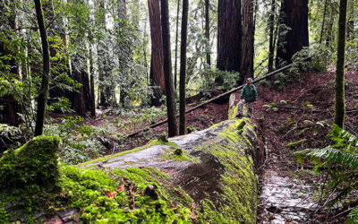 Walking among giants – California redwoods